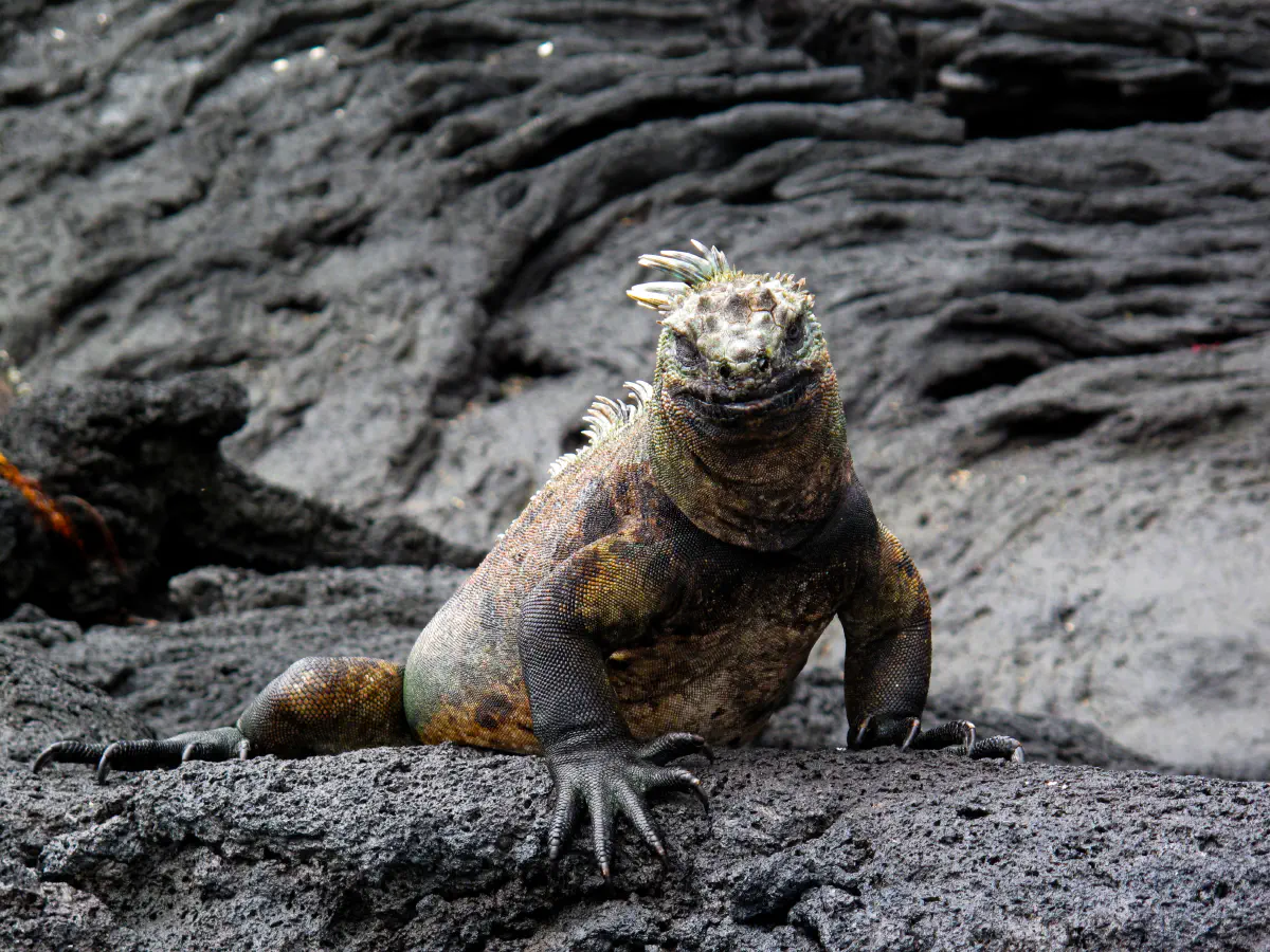 Iguane - Iles Galápagos, © Sébastien Boulanger