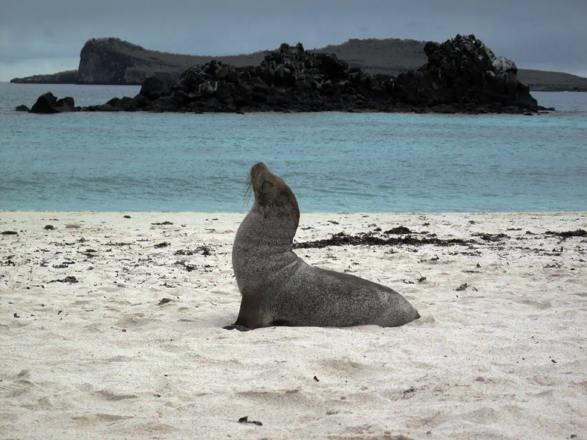Otarie - Iles Galápagos, © Sébastien Boulanger