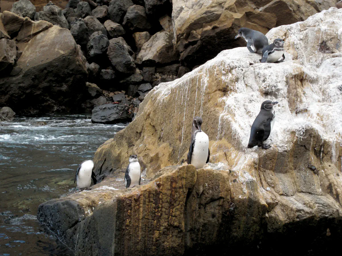Pinguins - Iles Galápagos, © Sébastien Boulanger
