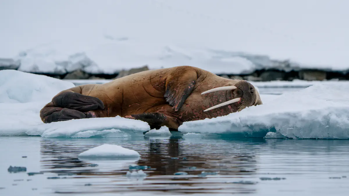 Morse Svalbard, &copy; Kay Fochtmann - HX Expeditions