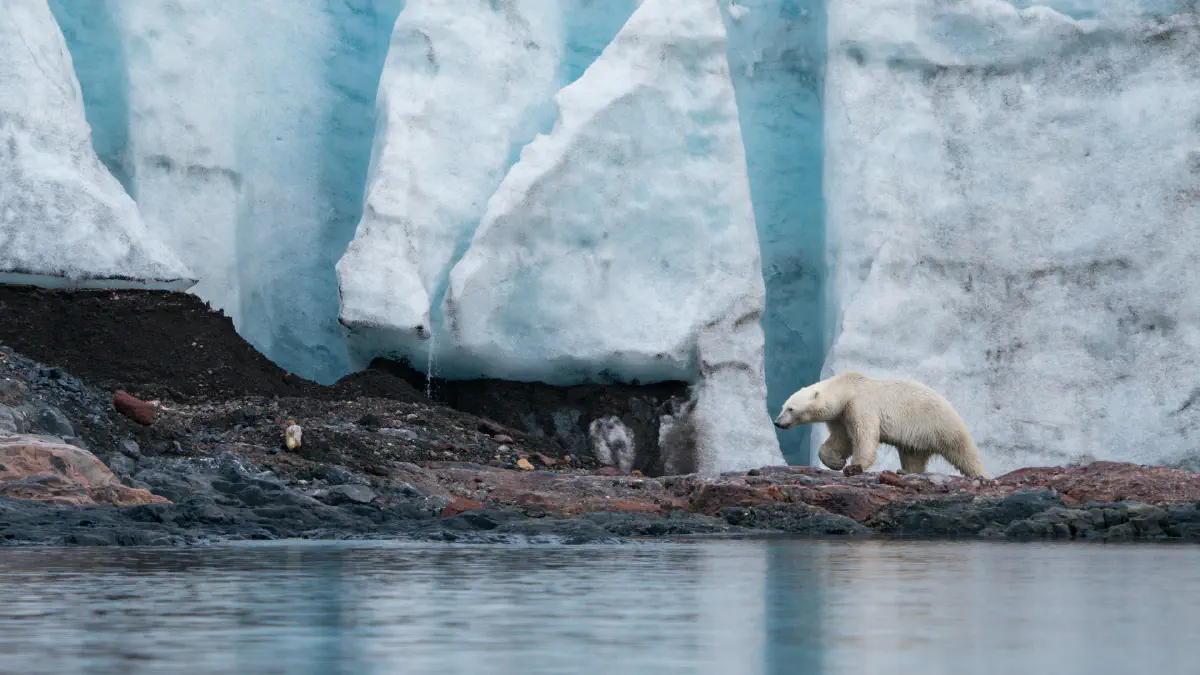 Ours Polaire Svalbard, &copy; HX Expeditions