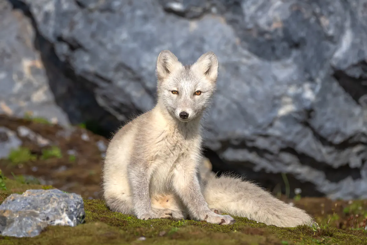 Renard arctique Svalbard, &copy; HX Expeditions